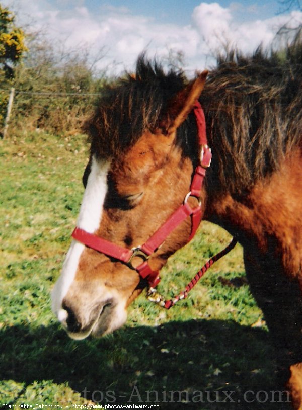 Photo de Poney franais de selle