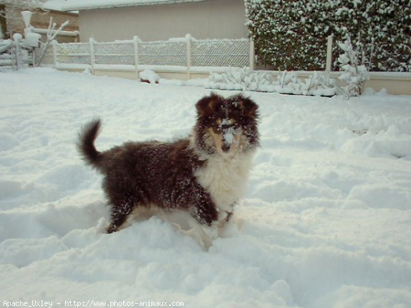 Photo de Colley  poil long