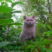 Photo de British shorthair