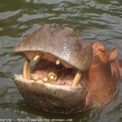 Photo de Hippopotame