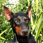 Photo de Dobermann