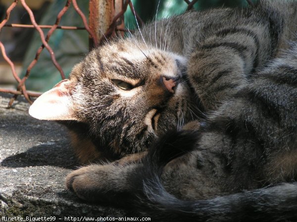 Photo de Chat domestique