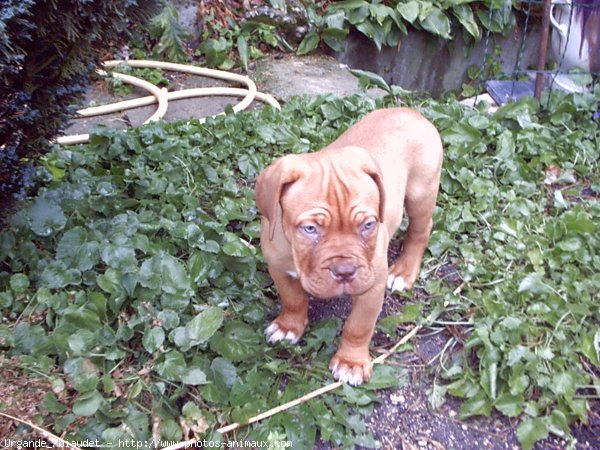 Photo de Dogue de bordeaux