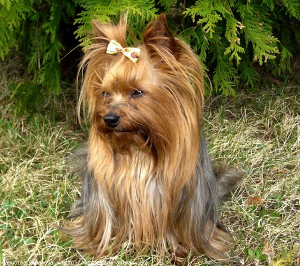 Photo de Yorkshire terrier