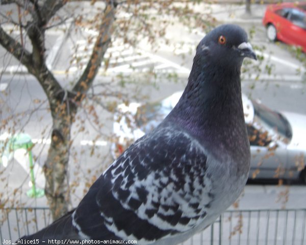 Photo de Pigeon