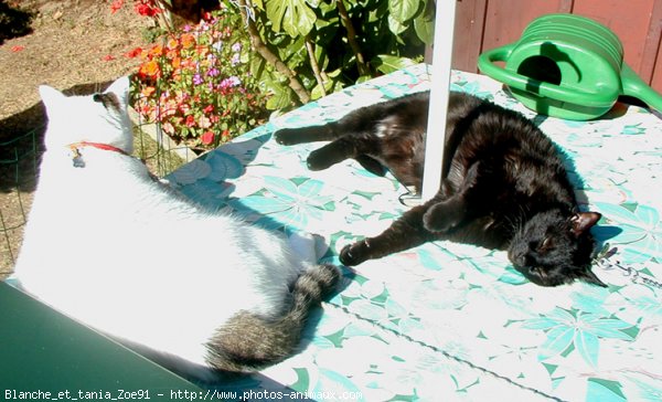 Photo de Chat domestique