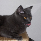 Photo de Chartreux