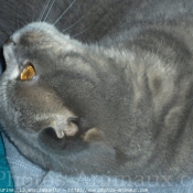 Photo de Scottish fold