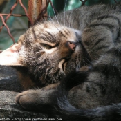 Photo de Chat domestique