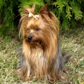 Photo de Yorkshire terrier