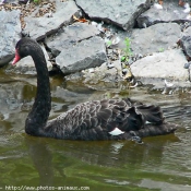 Photo de Cygne