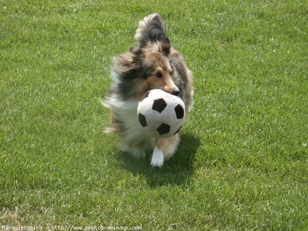 Photo de Chien de berger des shetland