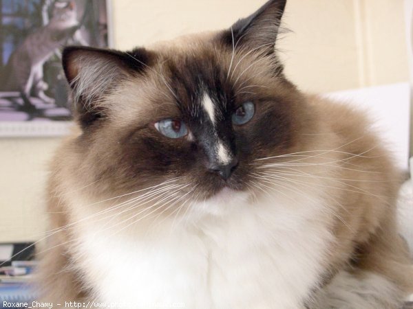 Photo de Ragdoll