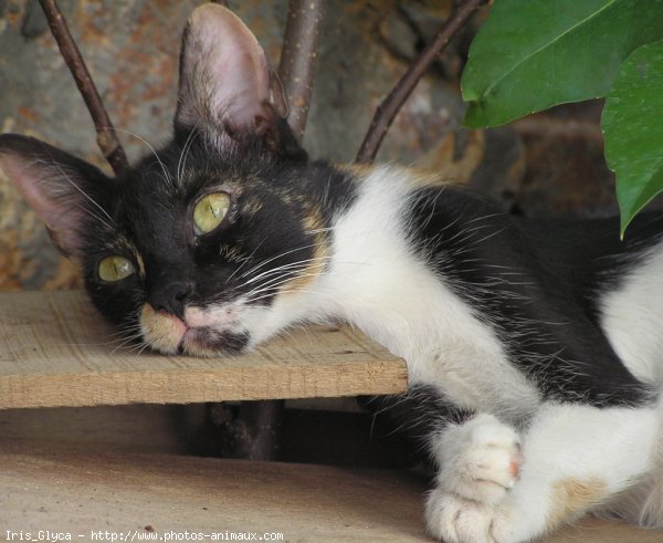 Photo de Chat domestique