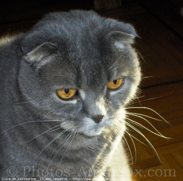 Photo de Scottish fold