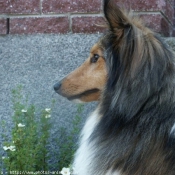 Photo de Chien de berger des shetland