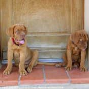 Photo de Dogue de bordeaux