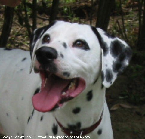 Photo de Dalmatien