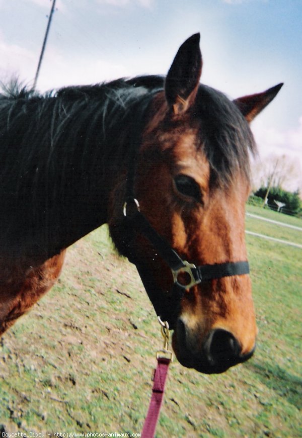 Photo de Poney franais de selle