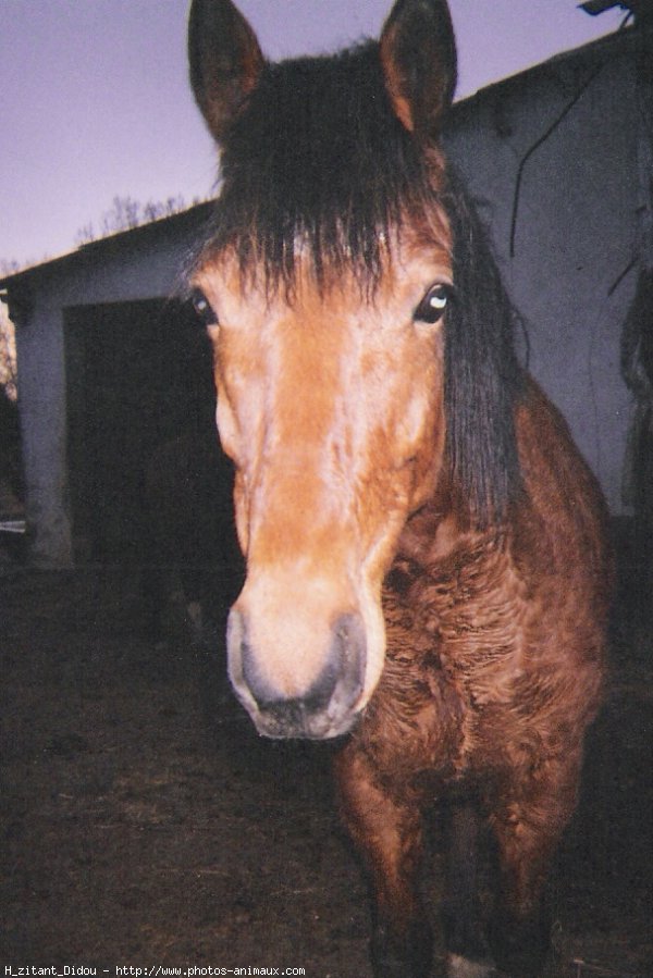 Photo de Poney franais de selle