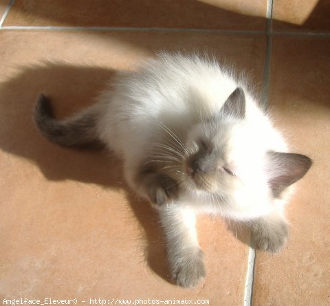 Photo de Ragdoll