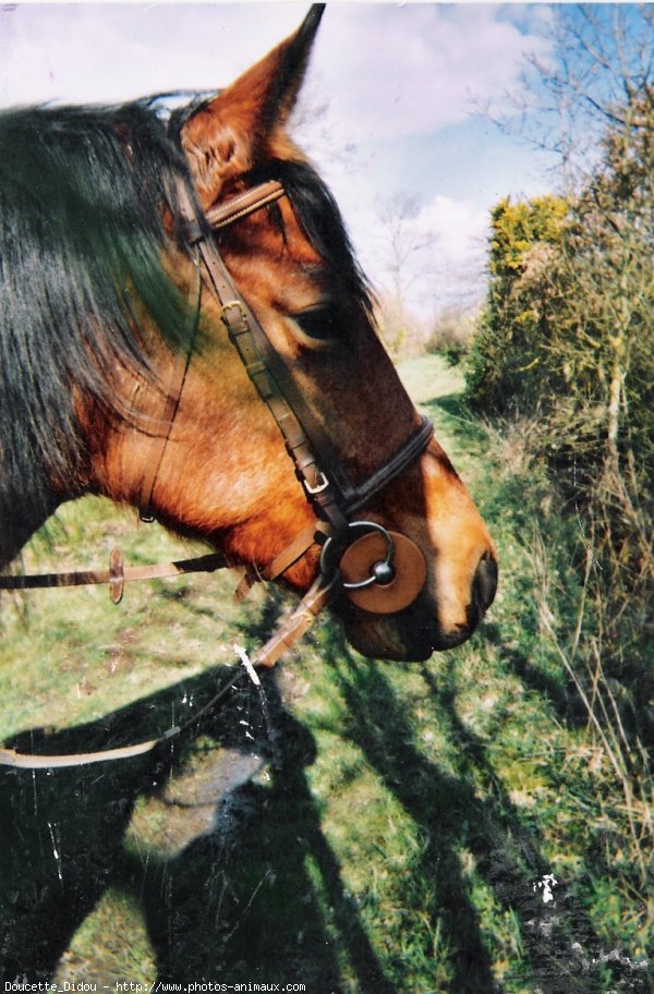 Photo de Poney franais de selle