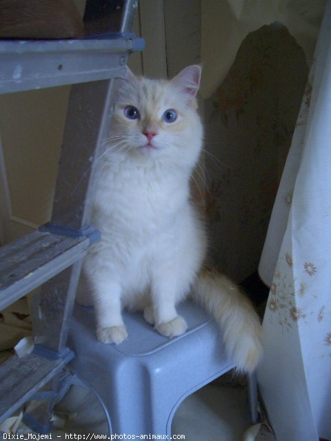 Photo de Ragdoll