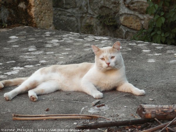 Photo de Chat domestique