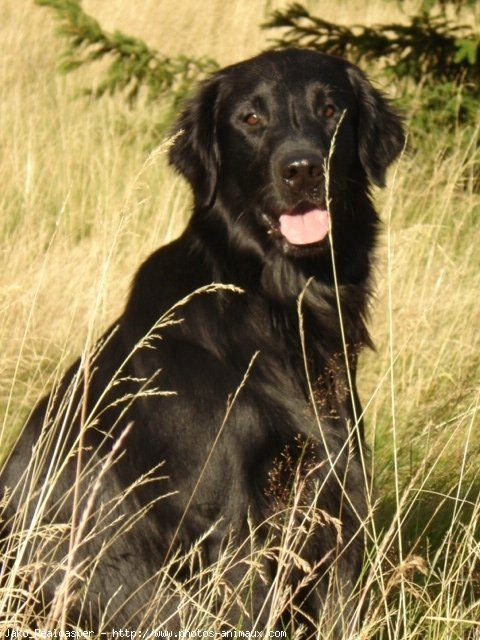 Photo de Retriever  poil plat