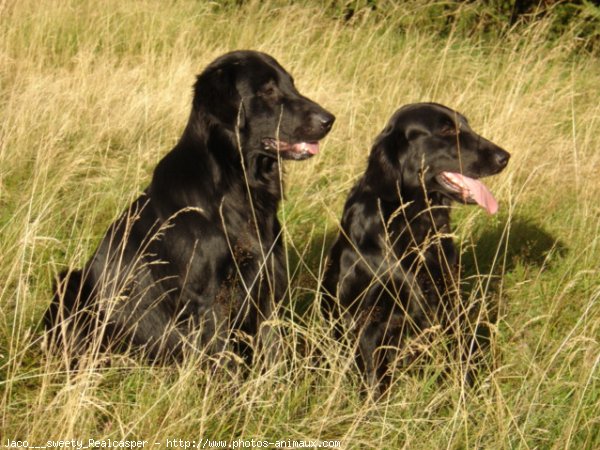 Photo de Retriever  poil plat