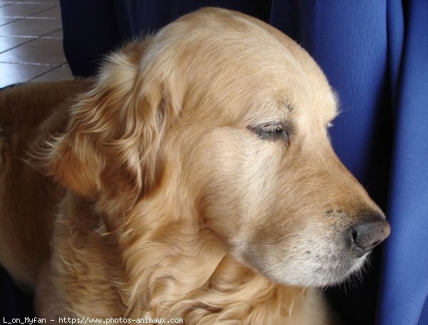 Photo de Golden retriever