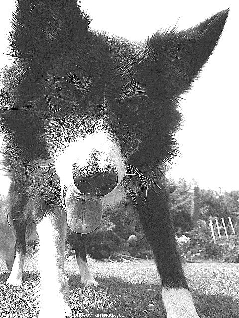 Photo de Border collie