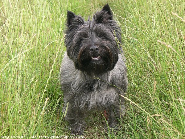 Photo de Cairn terrier