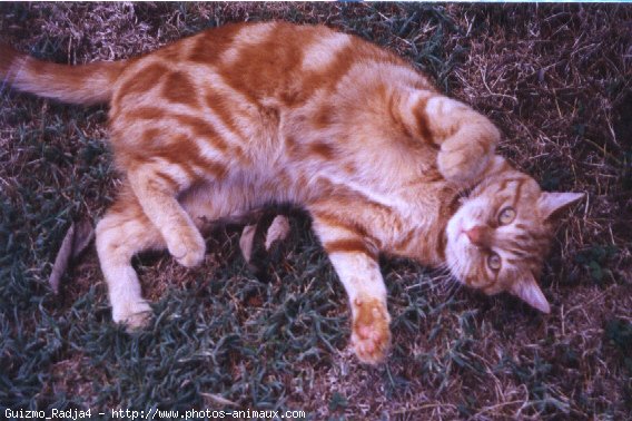 Photo de Chat domestique