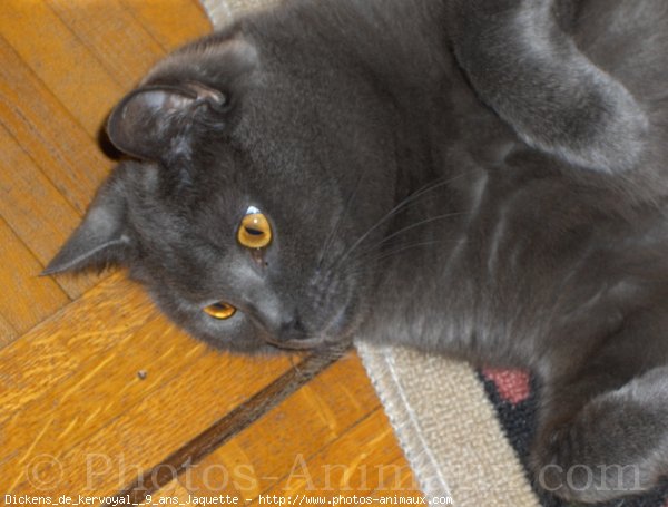 Photo de Chartreux