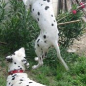 Photo de Dalmatien