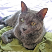 Photo de Chartreux