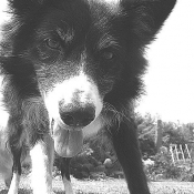 Photo de Border collie