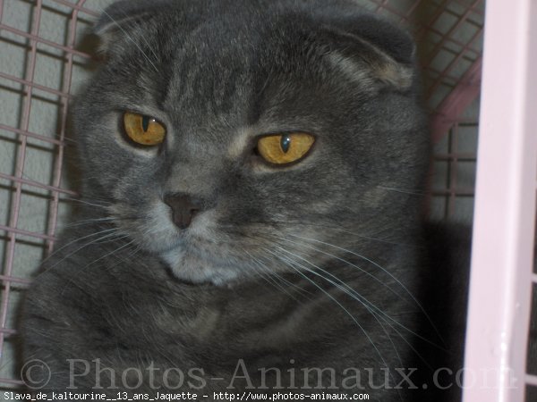 Photo de Scottish fold