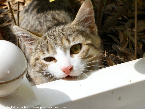 Photo de Chat domestique