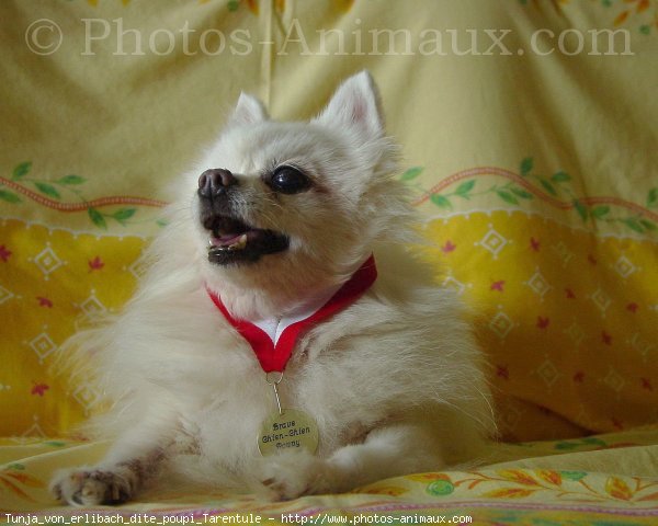 Photo de Spitz moyen