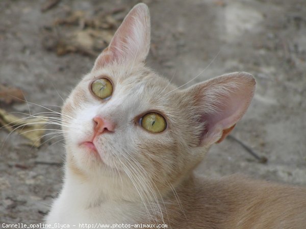 Photo de Chat domestique