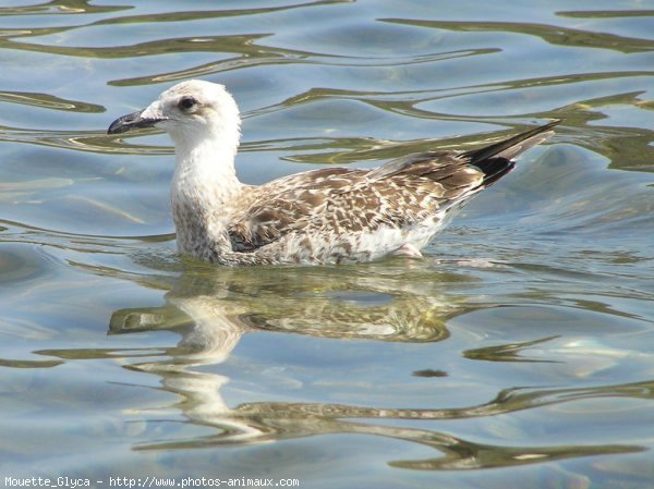 Photo de Mouette