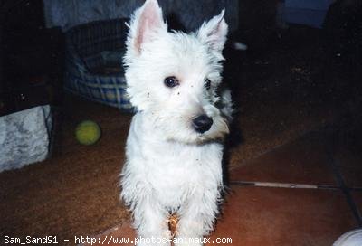 Photo de West highland white terrier