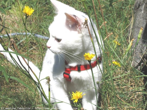 Photo de Chat domestique