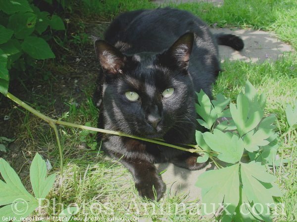 Photo de Chat domestique