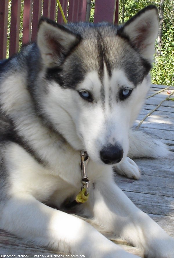 Photo de Husky siberien