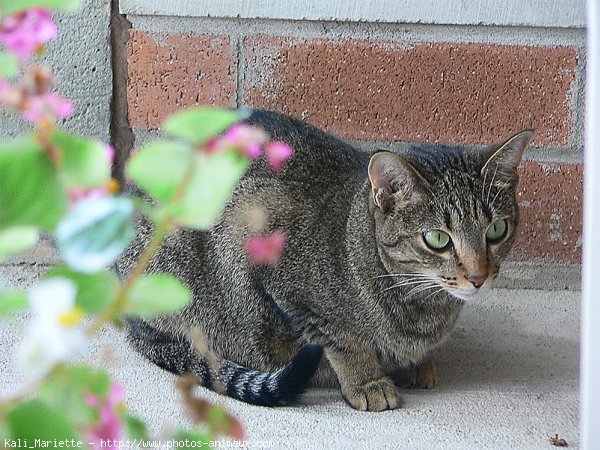 Photo d'Ocicat