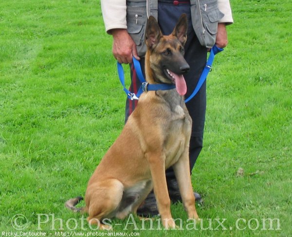 Photo de Berger belge malinois