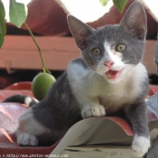 Photo de Chat domestique